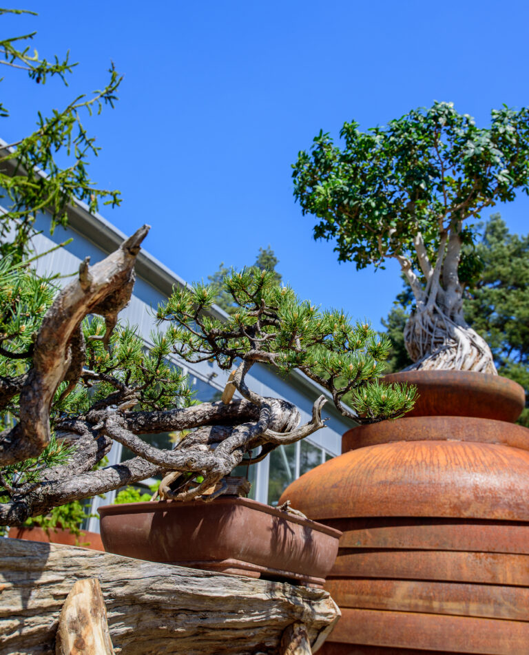bonsai